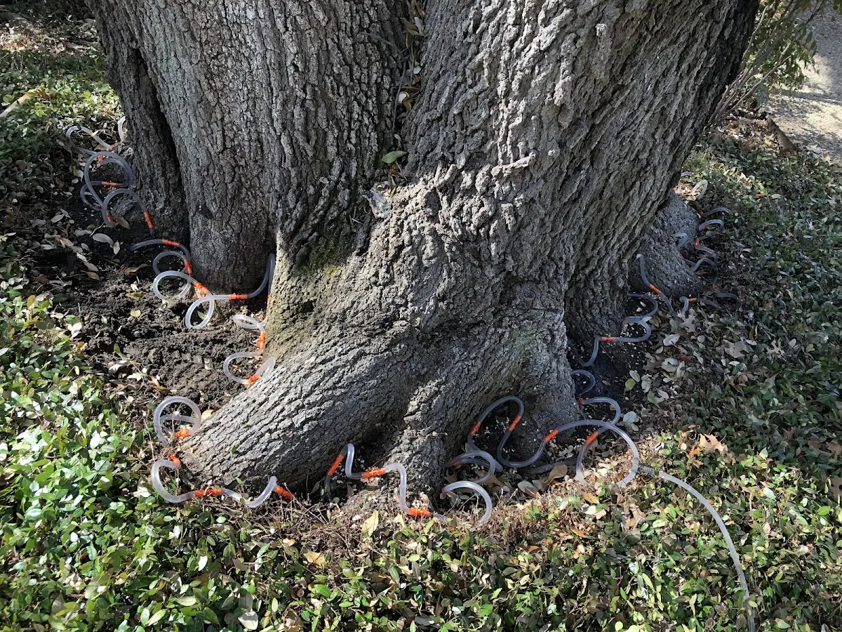 Detailed Tree Cabling and Bracing job site in Colona