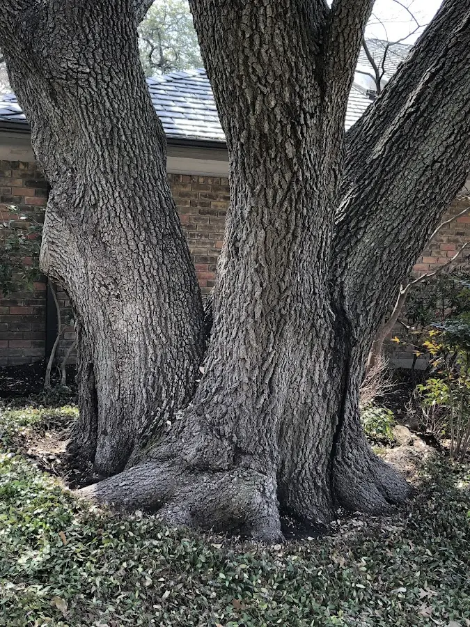 Mature heritage tree close to a Colona property cared for by certified arborists